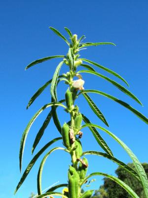 Sesamum indicum (sésamo, ajonjolí)